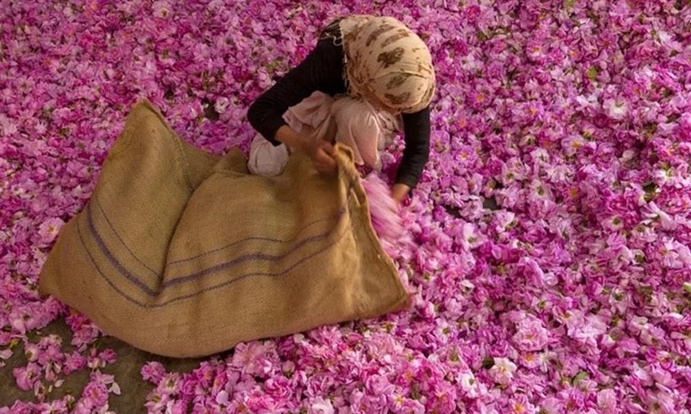 Two men stand among rose bushes near Pushkar